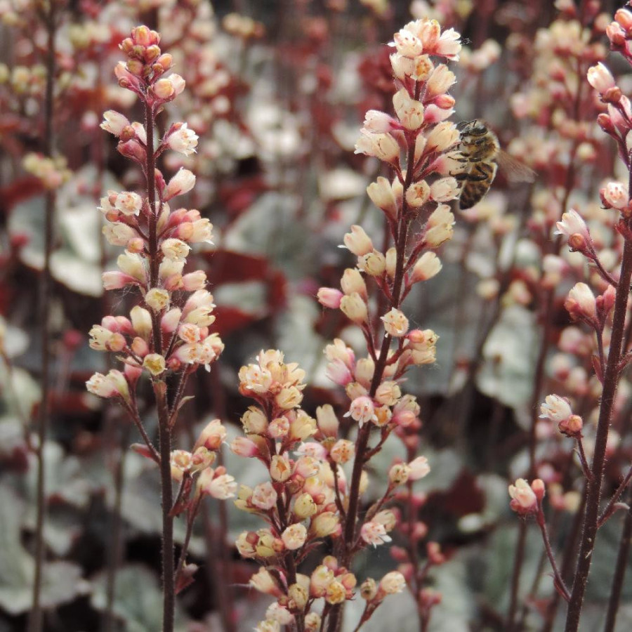 Plantes Vivaces HEUCHERA 'Silver Scrolls' ® - Heuchère en vente - Pépinière Lepage .