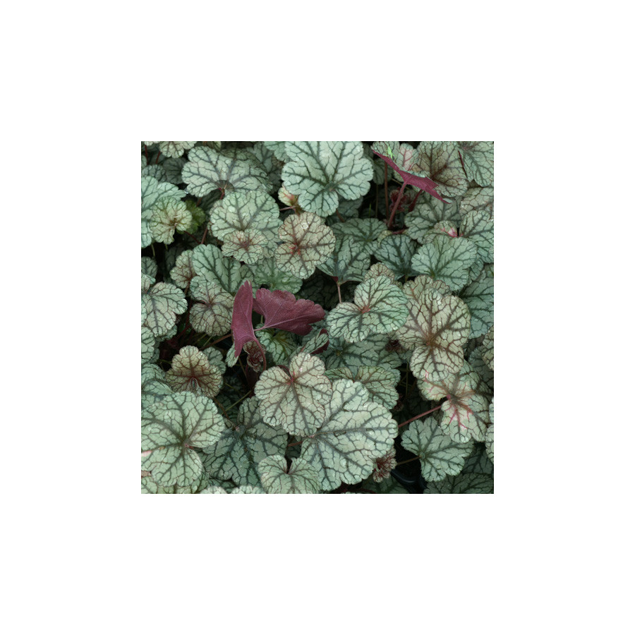 Plantes Vivaces HEUCHERA 'Silver Scrolls' ® - Heuchère en vente - Pépinière Lepage .
