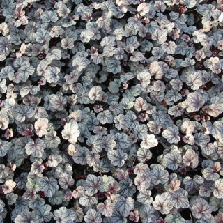 Plantes Vivaces HEUCHERA 'Silver Scrolls' ® - Heuchère en vente - Pépinière Lepage .