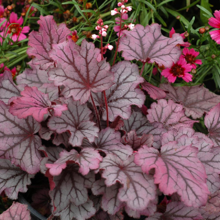 HEUCHERA 'Sugar Berry' (Little Cutie Series) ®