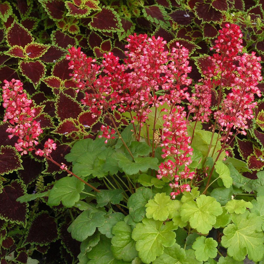 Plantes Vivaces HEUCHERA 'Sweet Tart' (Little Cutie Series) ® - Heuchère en vente - Pépinière Lepage .