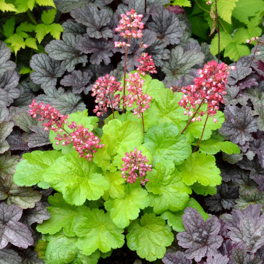 Plantes Vivaces HEUCHERA 'Sweet Tart' (Little Cutie Series) ® - Heuchère en vente - Pépinière Lepage .