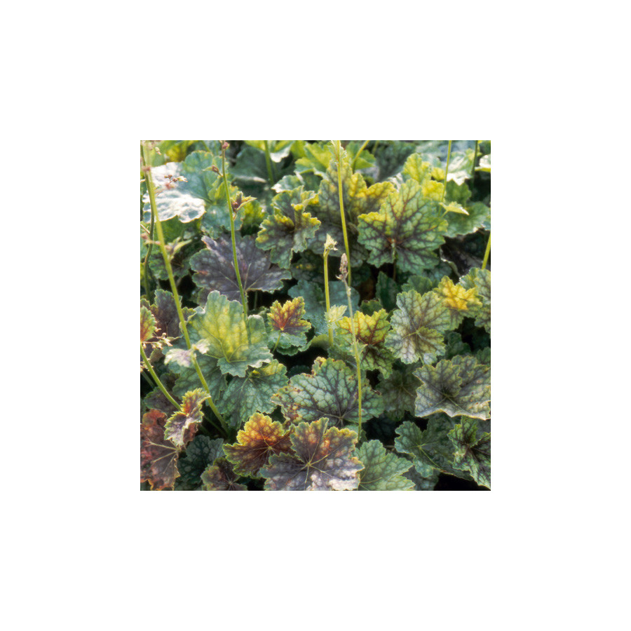 Plantes Vivaces HEUCHERA americana 'Dale' - Heuchère en vente - Pépinière Lepage .