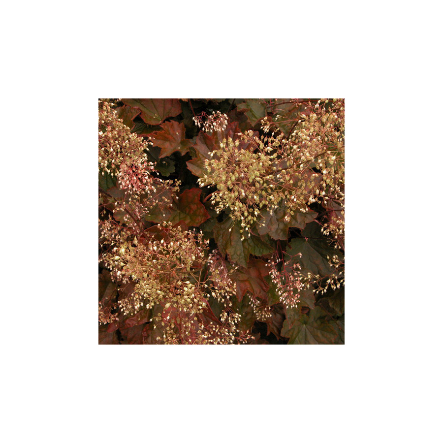 plantes-vivaces-heuchera-micrantha-palace-purple-heuchere-en-vente-pepiniere-lepage-