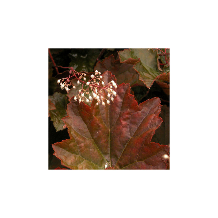 plantes-vivaces-heuchera-micrantha-palace-purple-heuchere-en-vente-pepiniere-lepage-