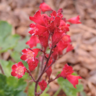 plantes-vivaces-heuchera-sanguinea-coral-petite-heuchere-en-vente-pepiniere-lepage-