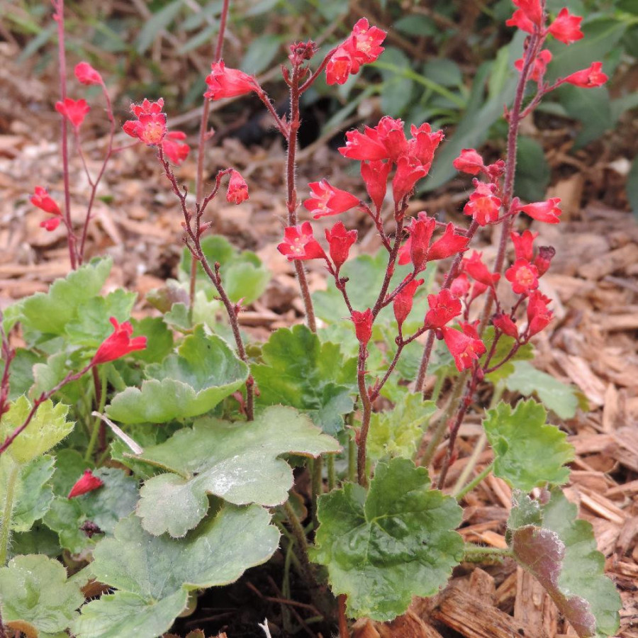 Plantes Vivaces HEUCHERA sanguinea 'Coral Petite' - Heuchère en vente - Pépinière Lepage .