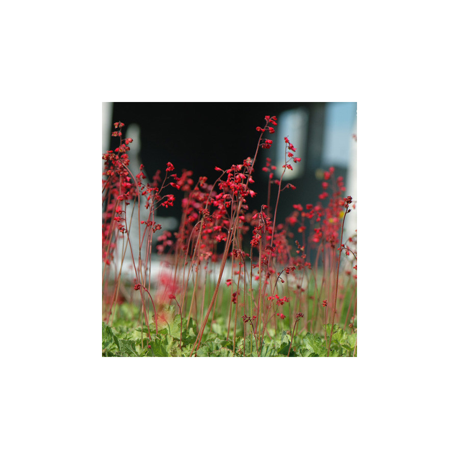 Plantes Vivaces HEUCHERA sanguinea 'Leuchtkäfer' - Heuchère en vente - Pépinière Lepage .