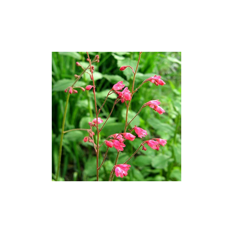 Plantes Vivaces HEUCHERA sanguinea 'Leuchtkäfer' - Heuchère en vente - Pépinière Lepage .