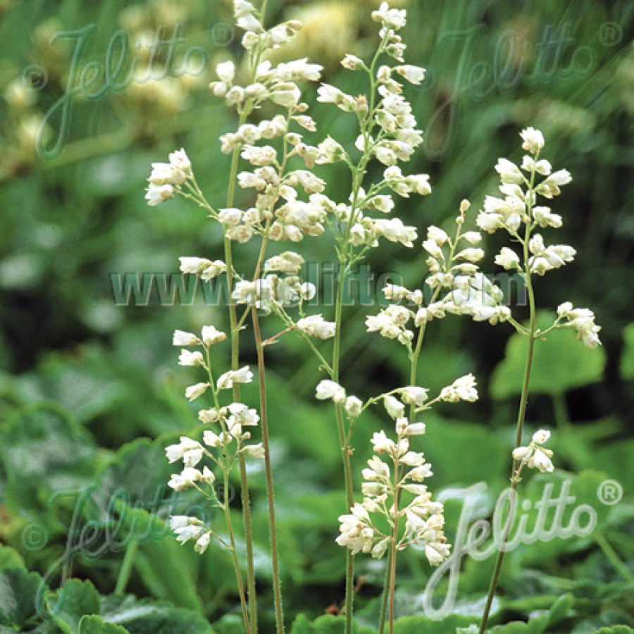 Plantes Vivaces HEUCHERA sanguinea 'White Cloud' - Heuchère en vente - Pépinière Lepage .