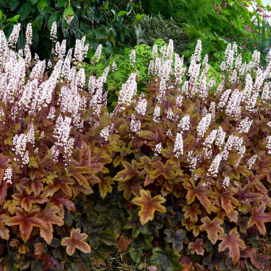 HEUCHERELLA 'Brass Lantern' ®