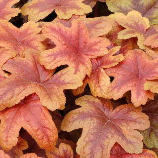 HEUCHERELLA 'Brass Lantern' ®