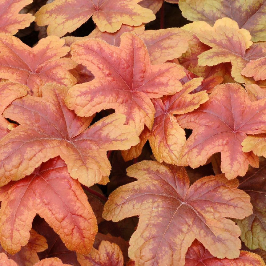 HEUCHERELLA 'Brass Lantern' ®