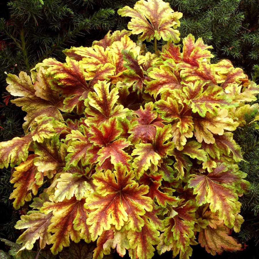 HEUCHERELLA 'Golden Zebra' ®