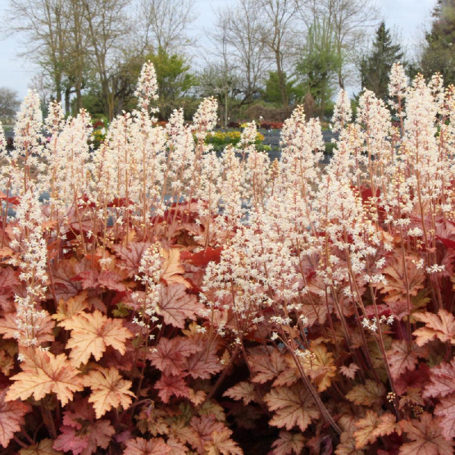 Plantes Vivaces HEUCHERELLA 'Honey Rose' ® en vente - Pépinière Lepage .