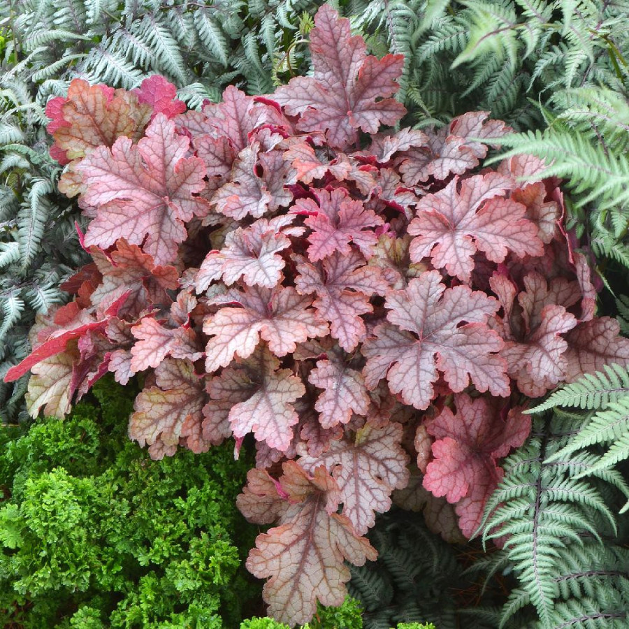 Plantes Vivaces HEUCHERELLA 'Honey Rose' ® en vente - Pépinière Lepage .