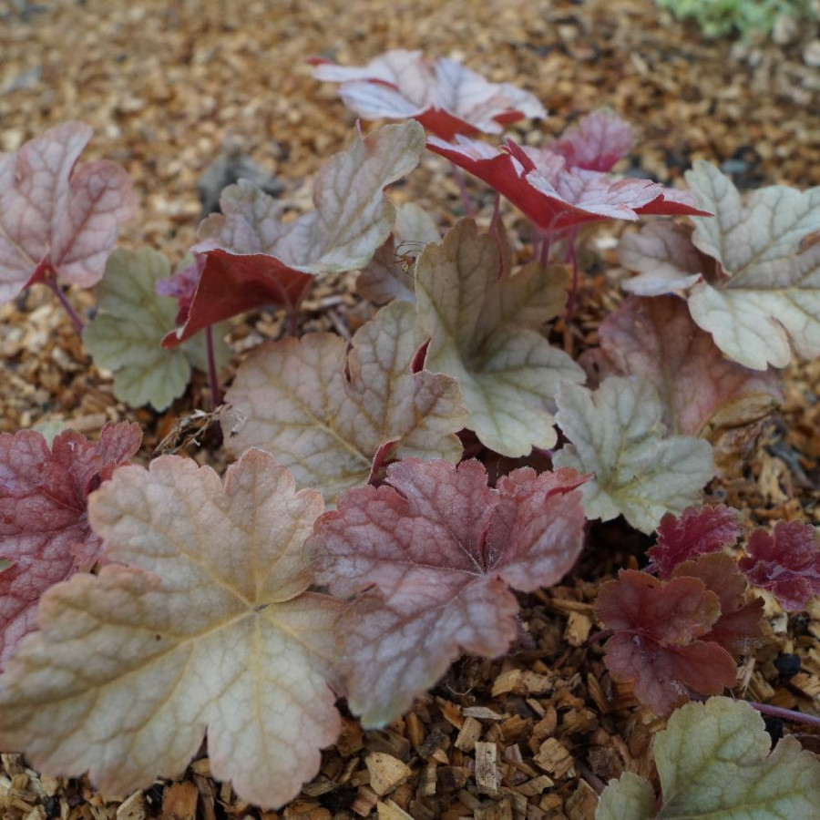Plantes Vivaces HEUCHERELLA 'Honey Rose' ® en vente - Pépinière Lepage .