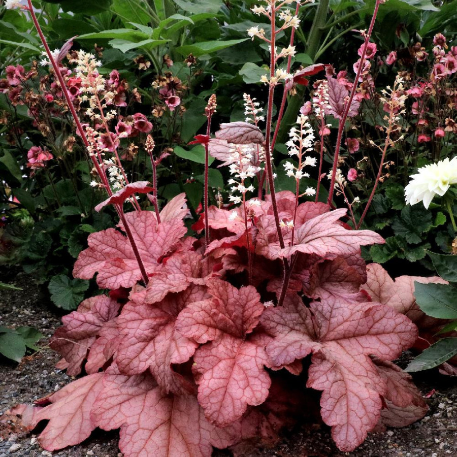 HEUCHERELLA 'Peach Tea' ®