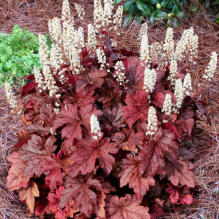 HEUCHERELLA 'Peach Tea' ®