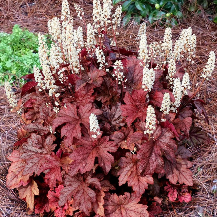 HEUCHERELLA 'Peach Tea' ®