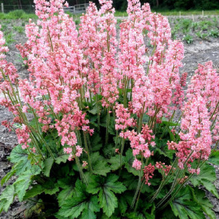 plantes-vivaces-heucherella-pink-revolution-R-en-vente-pepiniere-lepage-