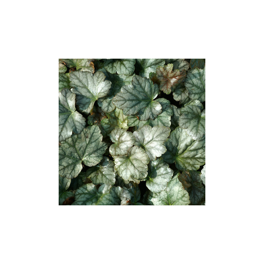 Plantes Vivaces HEUCHERELLA 'Quicksilver' en vente - Pépinière Lepage .