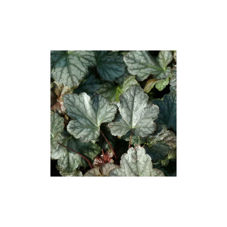 Plantes Vivaces HEUCHERELLA 'Quicksilver' en vente - Pépinière Lepage .