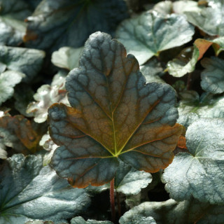 Plantes Vivaces HEUCHERELLA 'Quicksilver' en vente - Pépinière Lepage .
