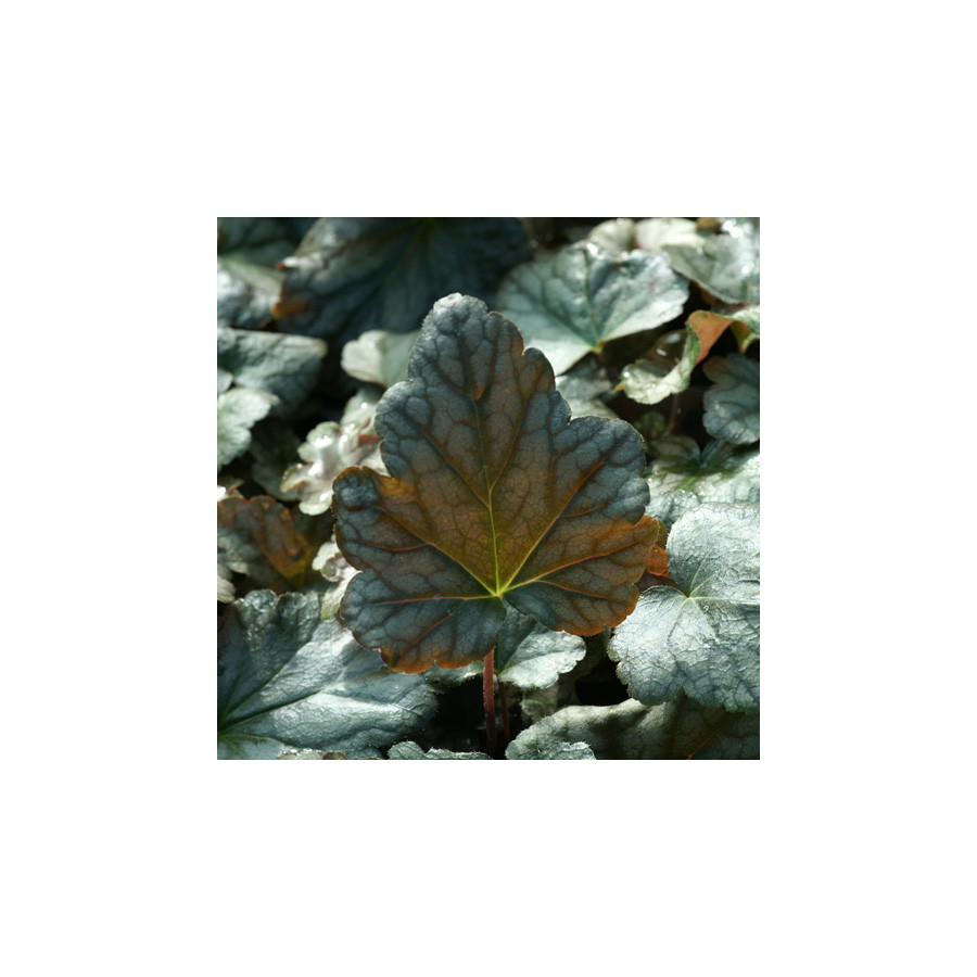 Plantes Vivaces HEUCHERELLA 'Quicksilver' en vente - Pépinière Lepage .