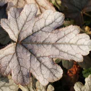 plantes-vivaces-heucherella-silver-streak-en-vente-pepiniere-lepage-
