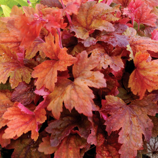 plantes-vivaces-heucherella-sweet-tea-R-en-vente-pepiniere-lepage-