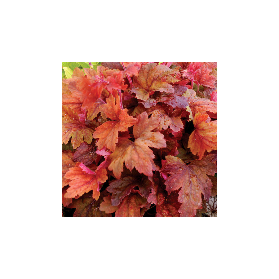 Plantes Vivaces HEUCHERELLA 'Sweet Tea' ® en vente - Pépinière Lepage .