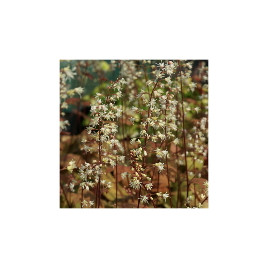 Plantes Vivaces HEUCHERELLA 'Sweet Tea' ® en vente - Pépinière Lepage .