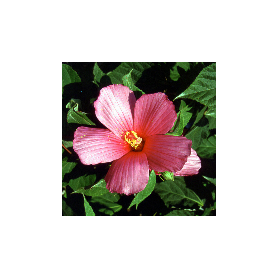 Plantes Vivaces HIBISCUS moscheutos - Ketmie des marais en vente - Pépinière Lepage .