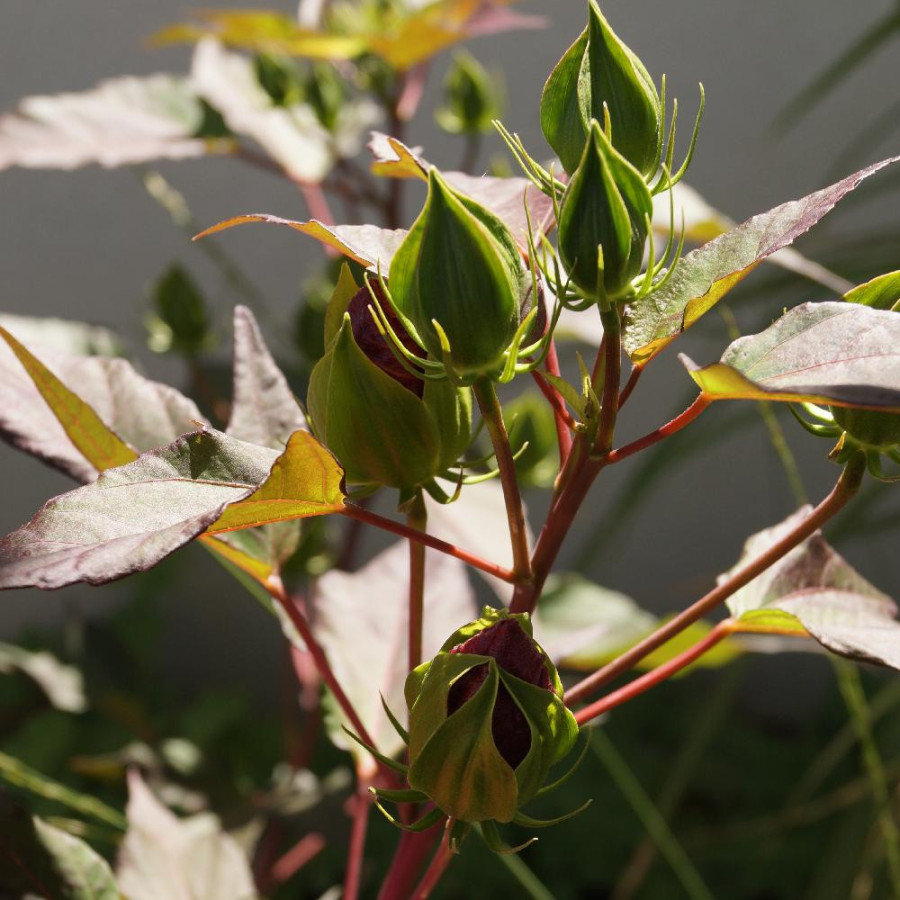 plantes-vivaces-hibiscus-moscheutos-planet-griotte-R-en-vente-pepiniere-lepage-