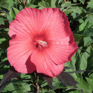 plantes-vivaces-hibiscus-moscheutos-carrousel-R-pink-passion-ketmie-des-marais-en-vente-pepiniere-lepage-