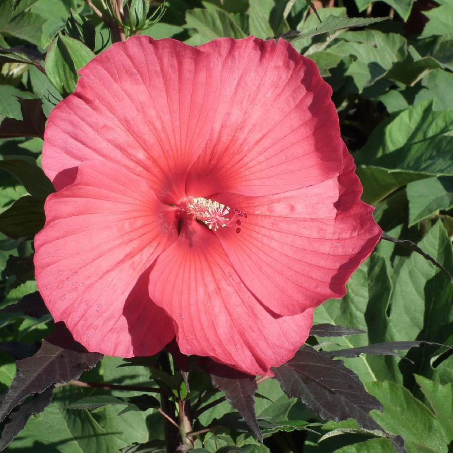 plantes-vivaces-hibiscus-moscheutos-carrousel-R-pink-passion-ketmie-des-marais-en-vente-pepiniere-lepage-