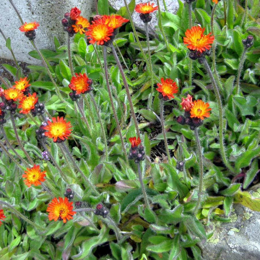 Plantes Vivaces HIERACIUM aurantiacum  - Epervière orangée en vente - Pilosella aurantiaca en vente - Pépinière Lepage .