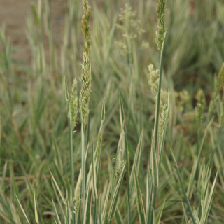 plantes-vivaces-holcus-mollis-albovariegatus-houlque-laineuse-en-vente-pepiniere-lepage-