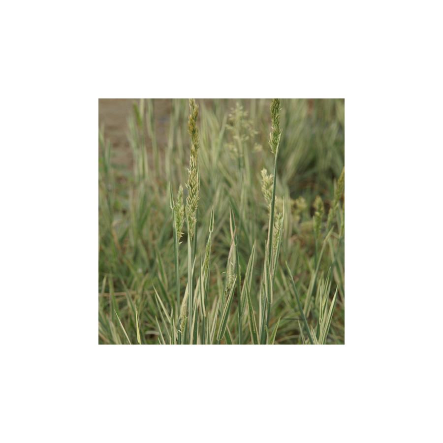Plantes Vivaces HOLCUS mollis 'Albovariegatus' - Houlque laineuse en vente - Pépinière Lepage .