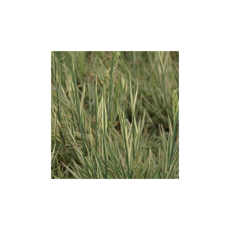 Plantes Vivaces HOLCUS mollis 'Albovariegatus' - Houlque laineuse en vente - Pépinière Lepage .