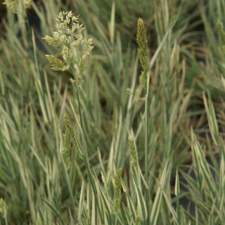 Plantes Vivaces HOLCUS mollis 'Albovariegatus' - Houlque laineuse en vente - Pépinière Lepage .