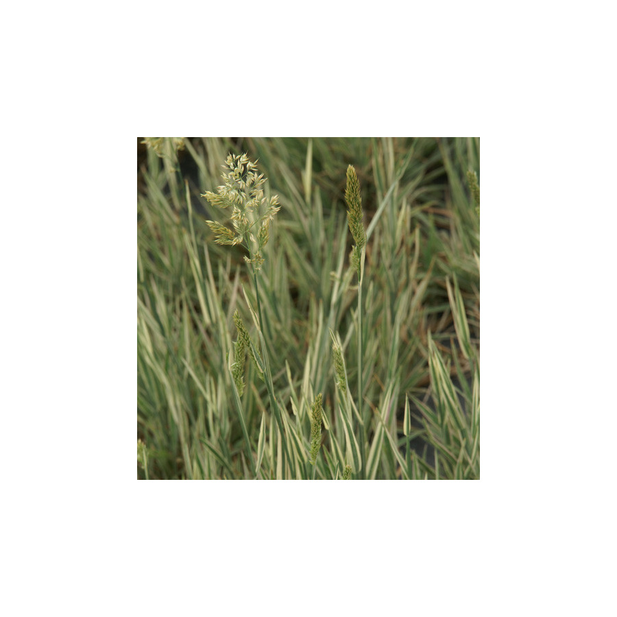 Plantes Vivaces HOLCUS mollis 'Albovariegatus' - Houlque laineuse en vente - Pépinière Lepage .