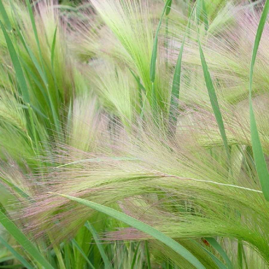 Plantes Vivaces HORDEUM jubatum - Orge à crinière en vente - Pépinière Lepage .
