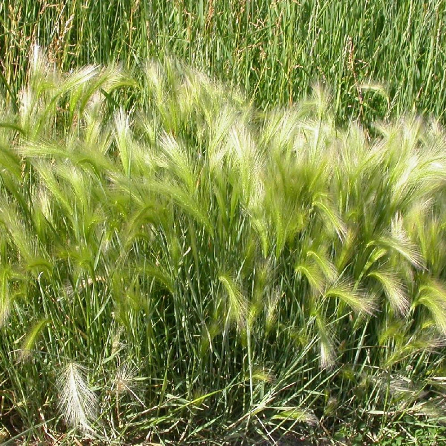 Plantes Vivaces HORDEUM jubatum - Orge à crinière en vente - Pépinière Lepage .