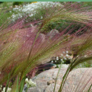 Plantes Vivaces HORDEUM jubatum - Orge à crinière en vente - Pépinière Lepage .