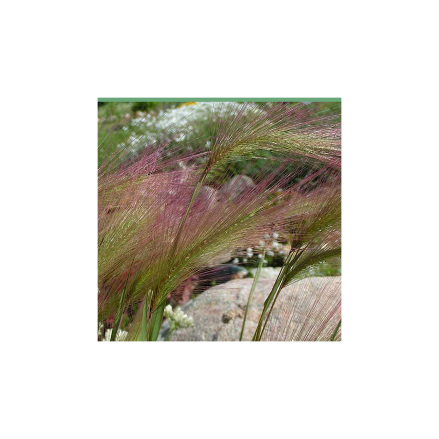 Plantes Vivaces HORDEUM jubatum - Orge à crinière en vente - Pépinière Lepage .