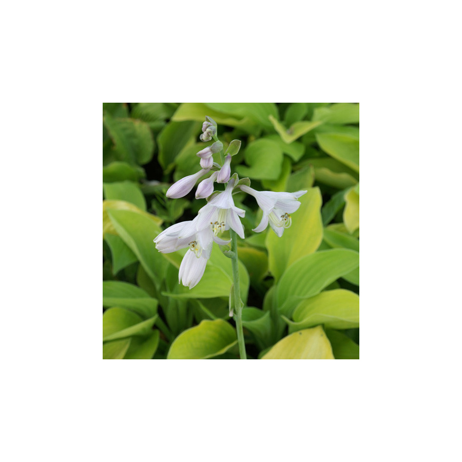 Plantes Vivaces HOSTA 'August Moon' en vente - Pépinière Lepage .