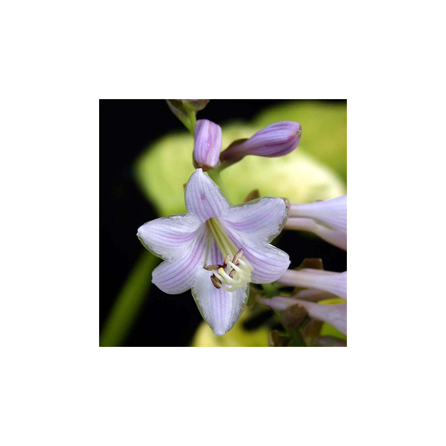 Plantes Vivaces HOSTA 'August Moon' en vente - Pépinière Lepage .