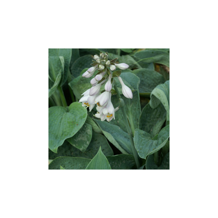 Plantes Vivaces HOSTA 'Big Daddy' en vente - Pépinière Lepage .